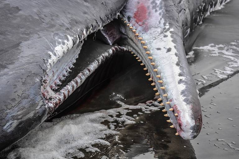 Male Sperm Whale Washes Ashore In Fort Stevens State Park