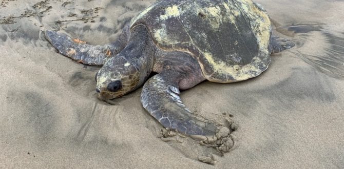 Both Olive Ridley Sea Turtles Pass Despite Aquarium Efforts – Tillamook ...