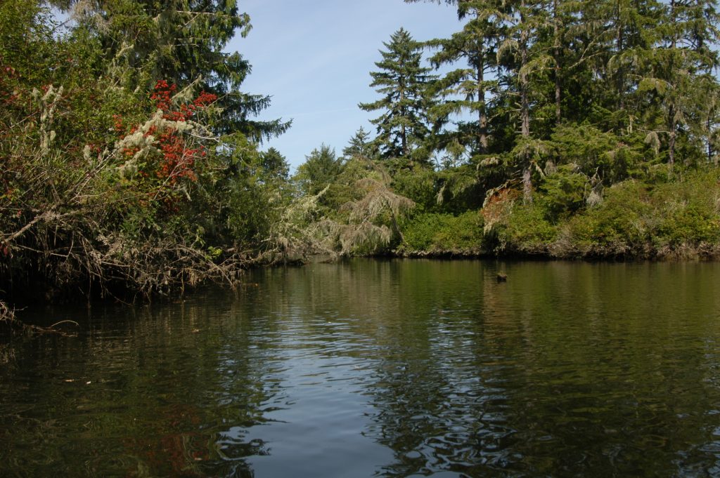 Rare Columbia River spruce swamp now conserved by coastal land trust