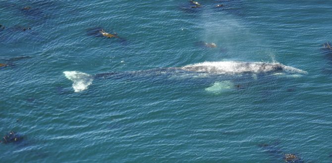 SPRING WHALE WATCH WEEK RUNS MARCH 23-31 – Tillamook County Pioneer