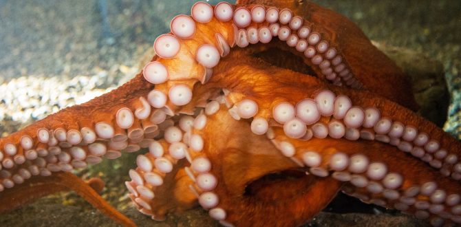 Aquarium Rehabilitates and Releases Giant Pacific Octopus Caught as ...