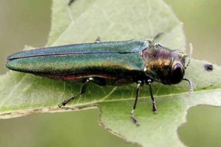 Oregon dad, invasive species biologist spots first emerald ash borers ...