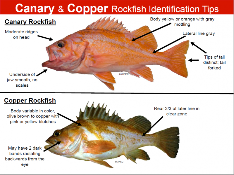 Retention of some rockfish species prohibited, bag limit decreases