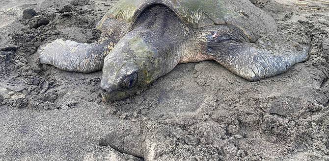 Sea Turtle Stranding Season on the Oregon Coast – Tillamook County Pioneer