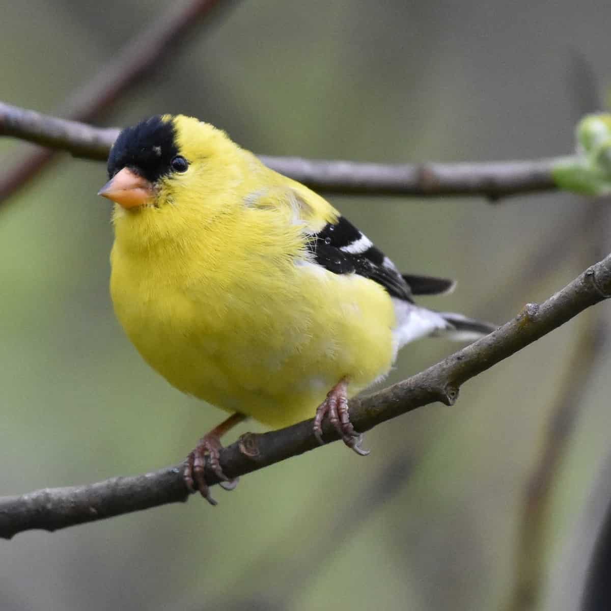 audubon-bird-walks-on-april-7-and-8-spring-means-colorful-breeding