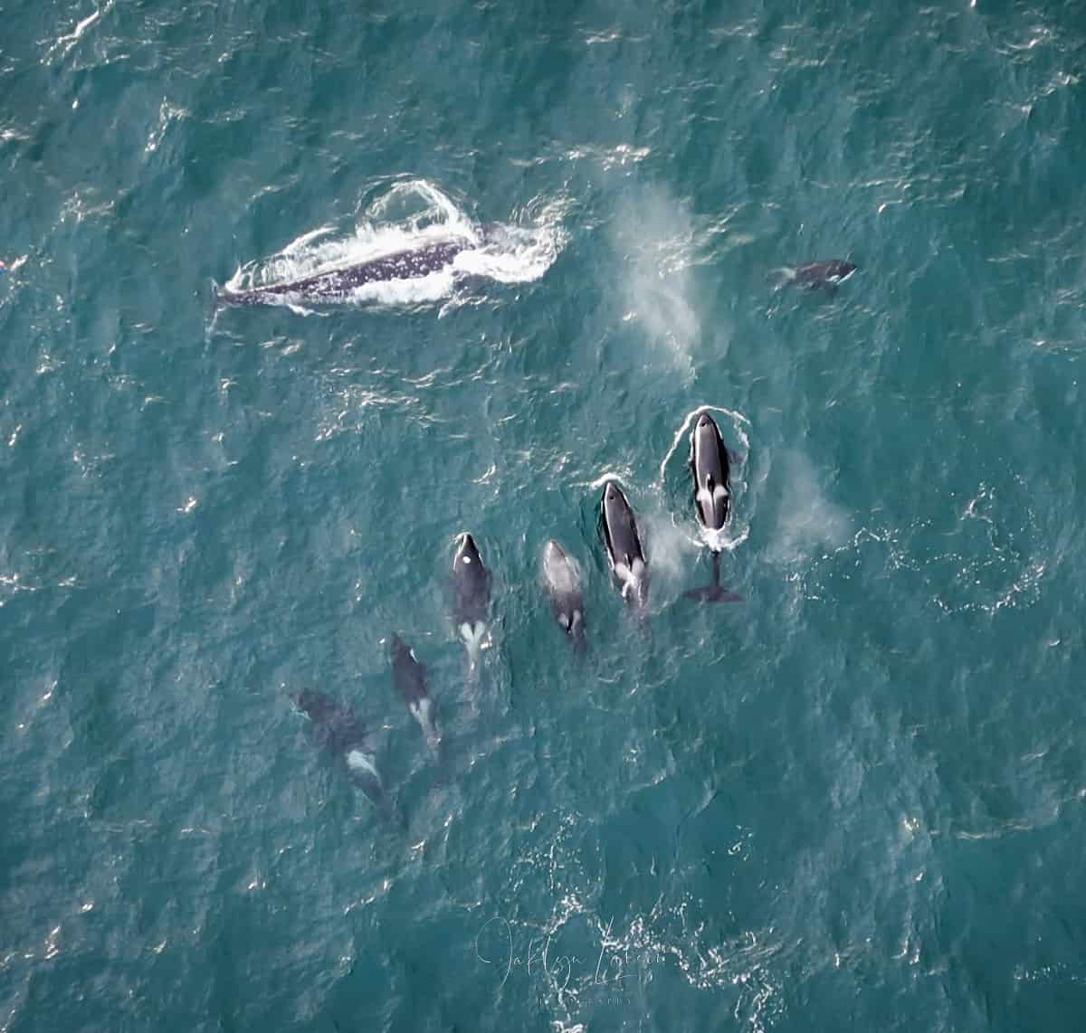 Spectacular Drone Footage Captures Orca Whales Hunting Gray Whale Calf in  Newport – Photographer Jaklyn Larsen's Unforeseen Encounter with Nature's  Majestic Display