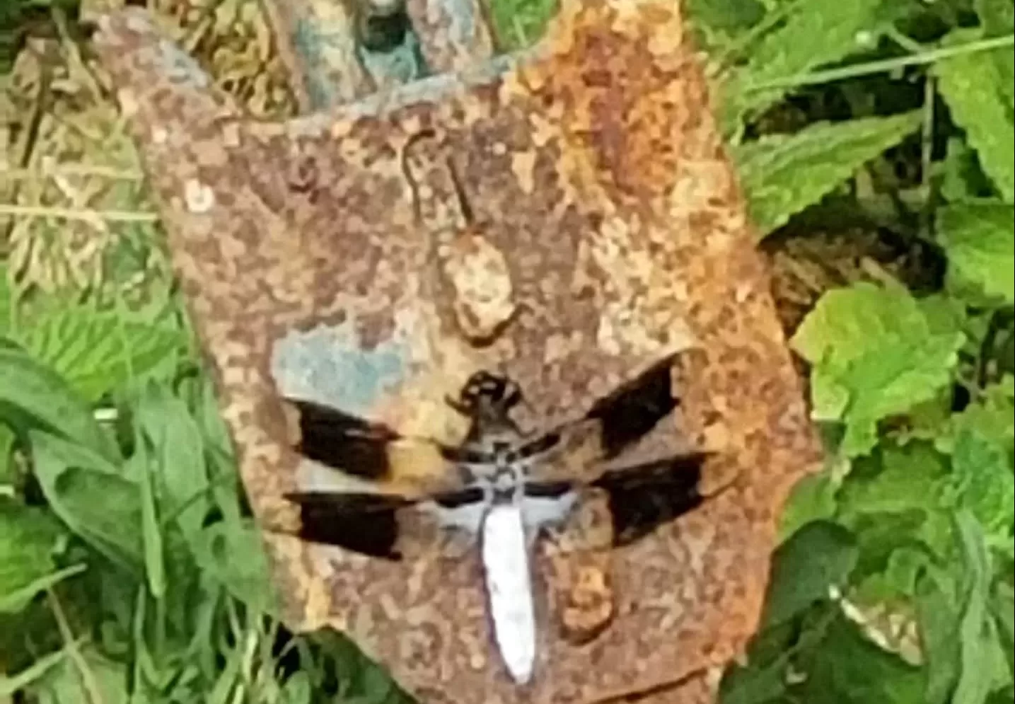 Dragonfly Migration is On!