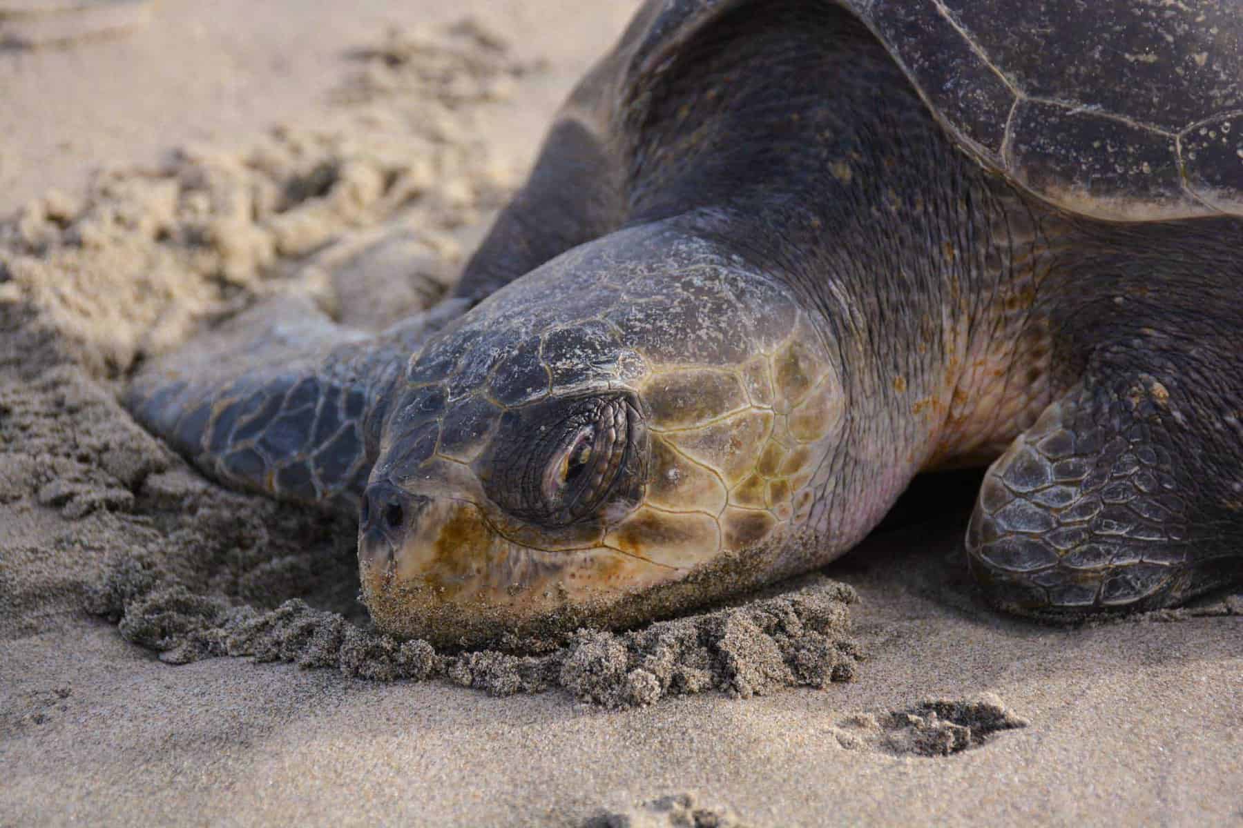 SEASIDE AQUARIUM: It’s officially sea turtle season along the Oregon Coast