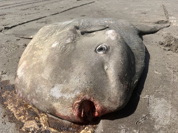 Sunfish washes ashore at Sunset Beach near Gearhart